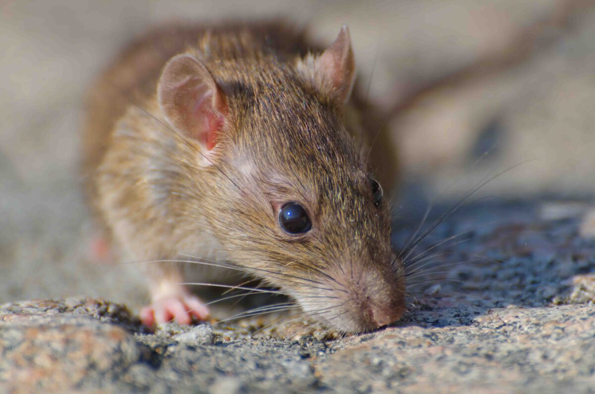 3 Langkah Mencegah & Mengatasi Hama Tikus Di Properti Anda